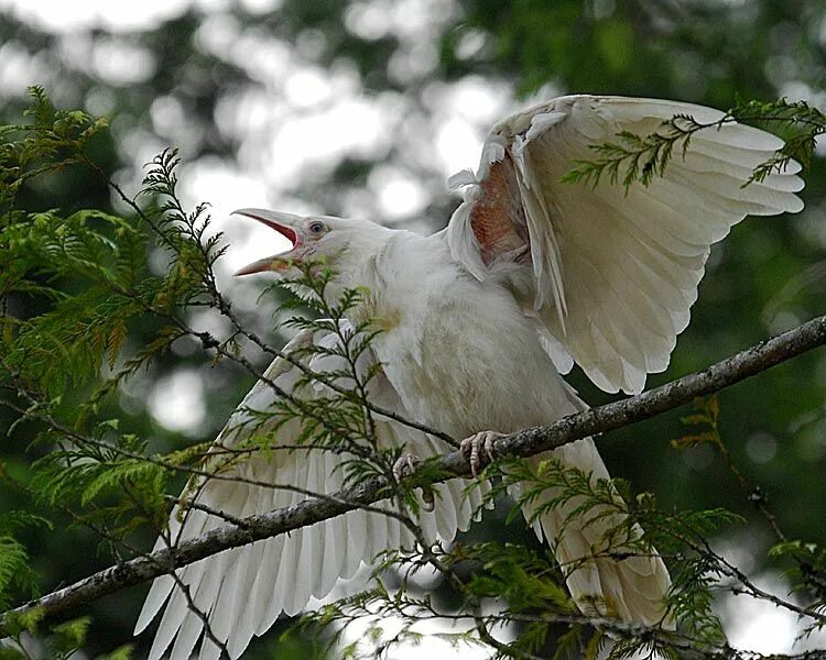 Волк белые птицы. Птица белый волк. Птички крала. The White Raven. Крало птицы рефекренс
