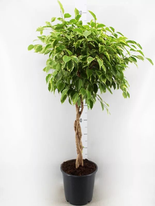 Фикус бенджамина голден кинг. Фикус бенджамина кинг. Фикус бенджамина кинг. Фикус голден кинг. Фикус бенджамина кинг.