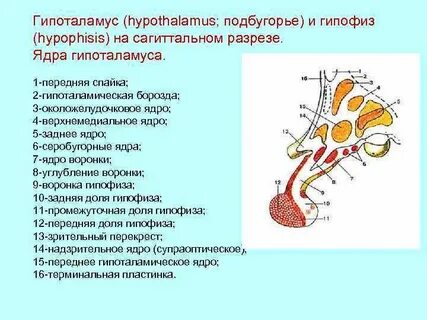 Задний отдел гипоталамуса
