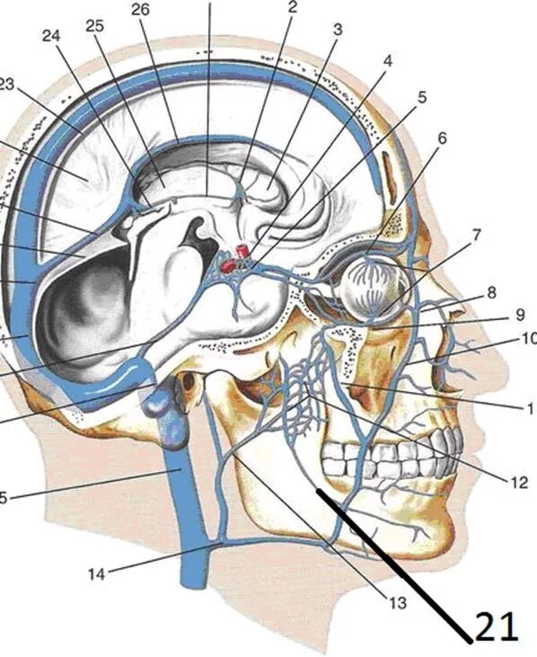 Синусы твердой оболочки мозга. Верхний Сагиттальный синус твердой мозговой оболочки. Венозные синусы головного мозга анатомия. Верхний Каменистый синус. Пещеристый синус твердой мозговой оболочки.