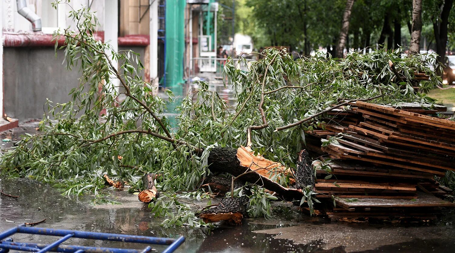 Москва сейчас деревья. Ураган в Батуми. В Москве упало дерево. Деревья Подмосковья. Наводнение деревья.