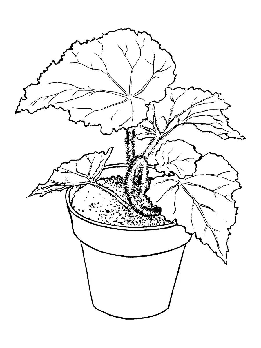 Plant coloring. Колеус, бегония крапчатая. Бегония canariensis. Бегония раскраска цветок. Бегония декоративнолиственная.