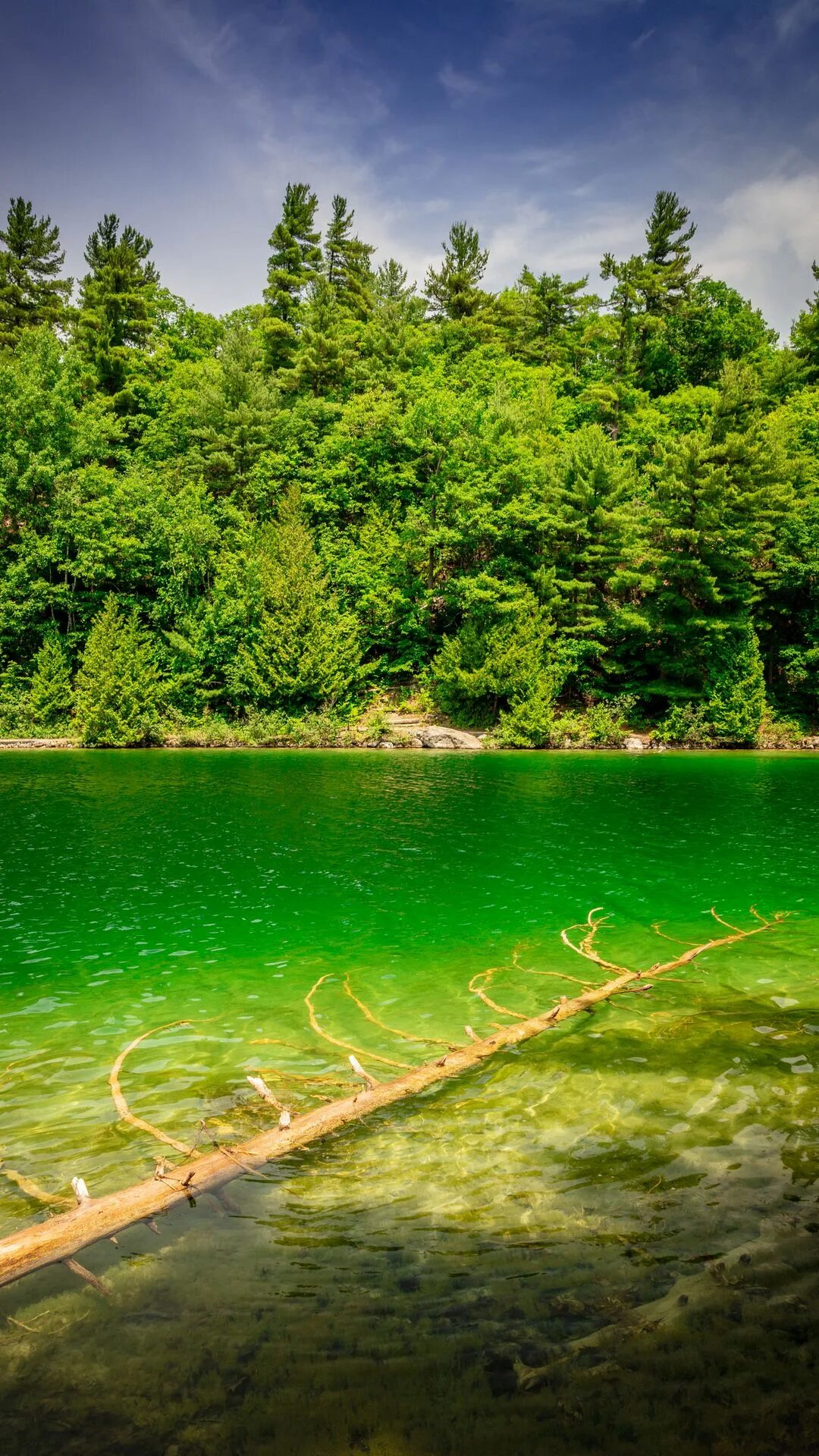 Зеленая река. Зеленый пейзаж. Берег реки. Зеленый берег реки. River coast