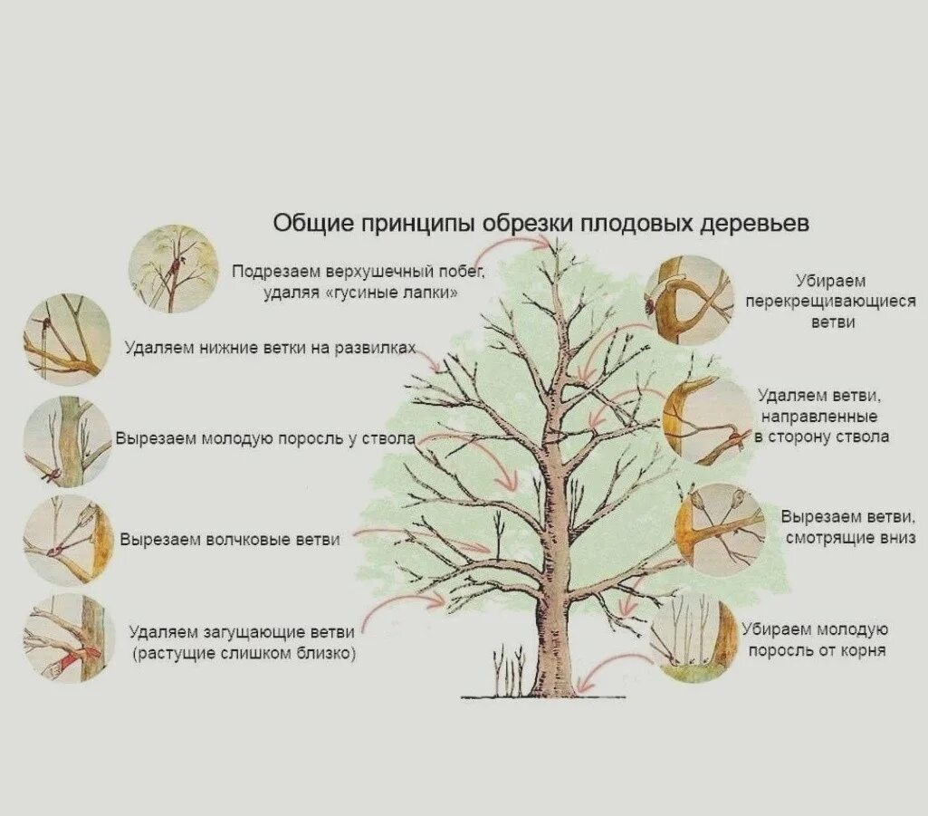 Правила обрезки плодовых деревьев. Схема обрезки яблони весной. схема обрезки деревьев весной. весенняя обрезка яблонь. как правильно обрезать яблоню.