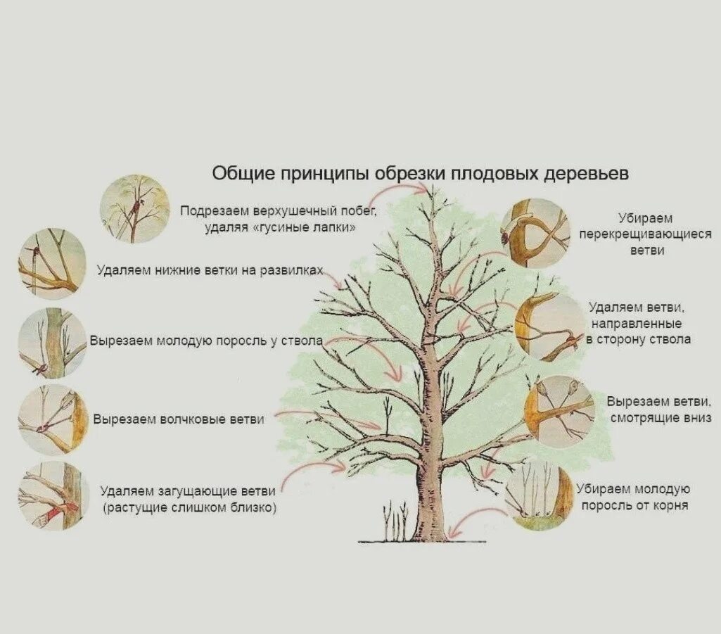 Схема обрезки яблони весной. Обрезать яблоню весной правильно. Подрезка яблонь весной схема. Весенняя обрезка яблонь.