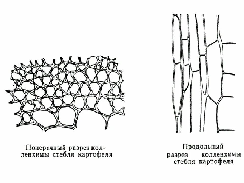 Сильно развиты механические ткани листа