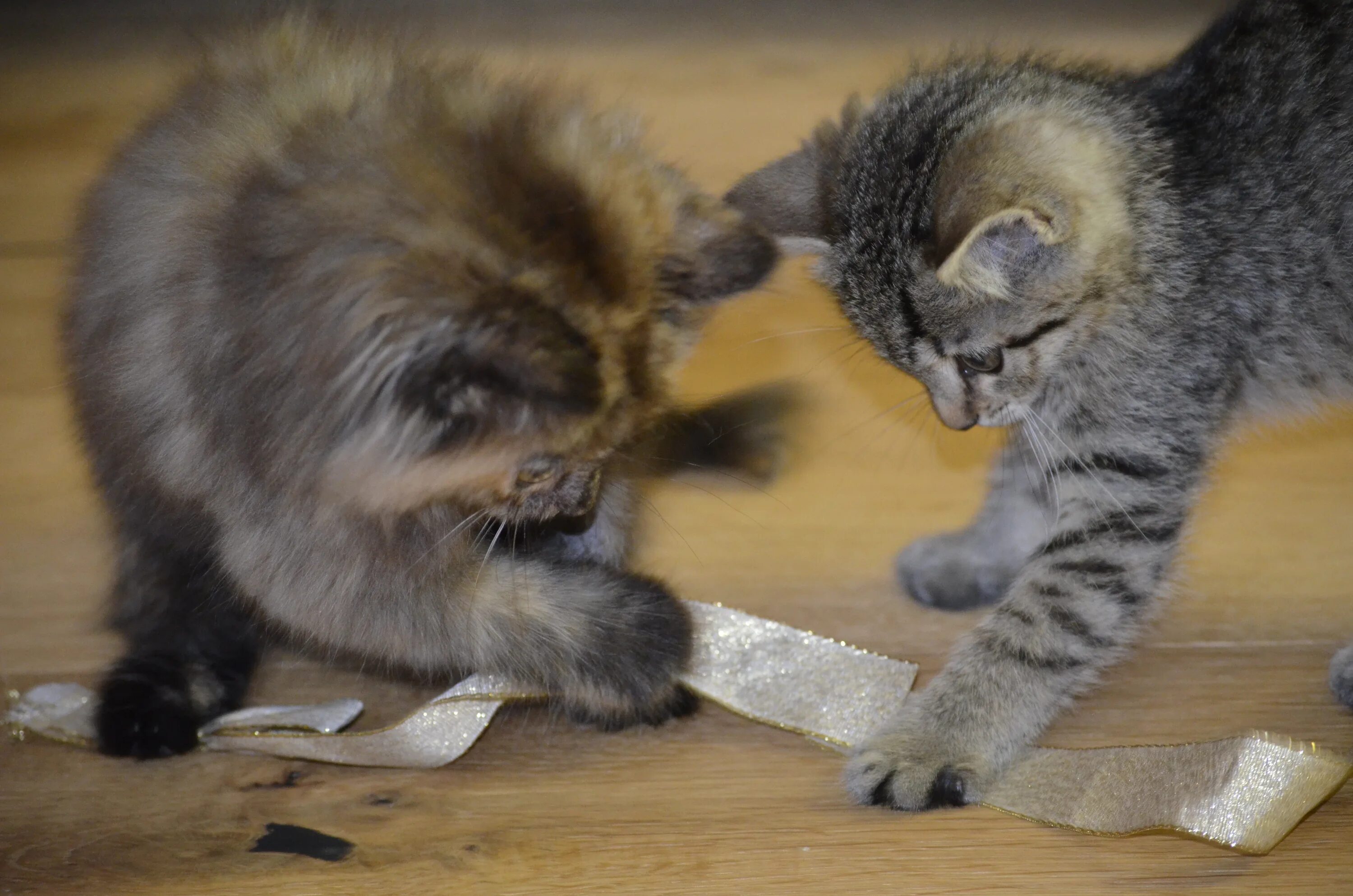 Котята играют составить предложение. Котята играются. котенок играет. два играющих котенка. котята играют друг с другом.