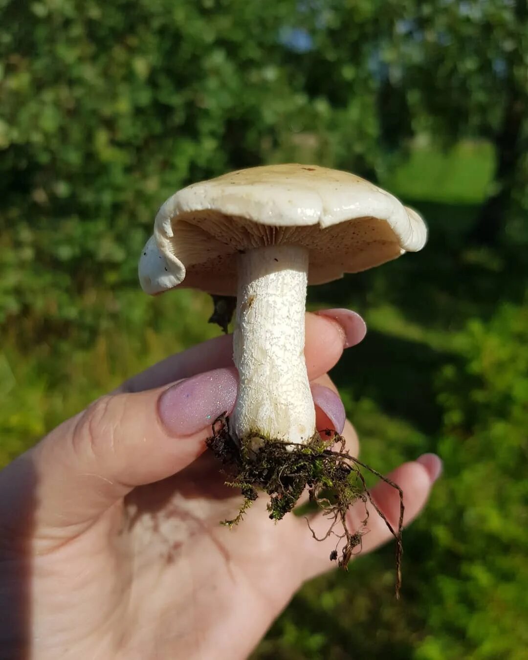 Гебеломы ядовитые. Hebeloma crustuliniforme. Гриб чешуйчатка клейкая. Липкий гриб. Сел мышонок на масленок а масленок липкий гриб.