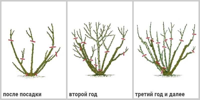 Схема обрезки чайно-гибридных роз. Обрезка плетистой розы весной. Схема обрезки плетистой розы. Обрезание плетистой розы весной. Как обрезать розу весной для начинающих