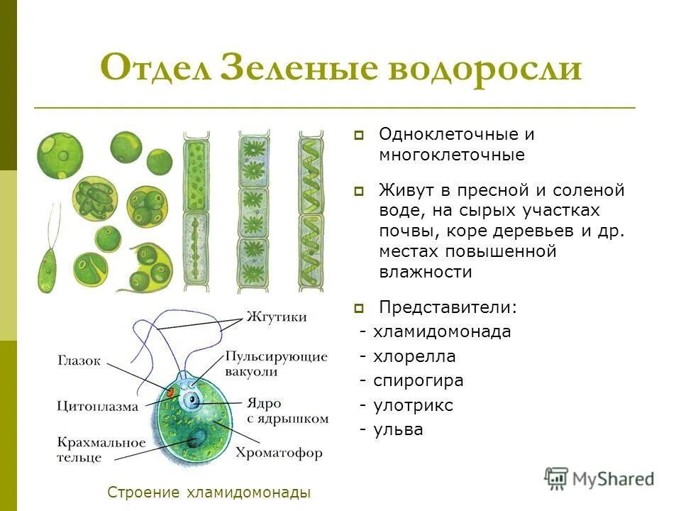 Появление одноклеточных водорослей. Одноклеточные водоросли улотрикс. Одноклеточные водоросли 6 класс биология. Отдел зеленые водоросли одноклеточные зеленые водоросли. Биология отдел зеленые водоросли.