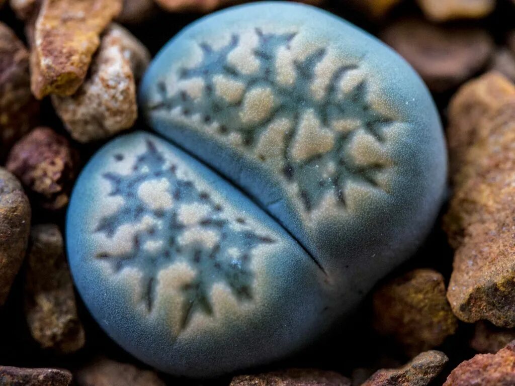 Морские живые камни. Литопс гесинария. Суккуленты литопсы. Lithops fulviceps. Литопс ложнообрубленный.