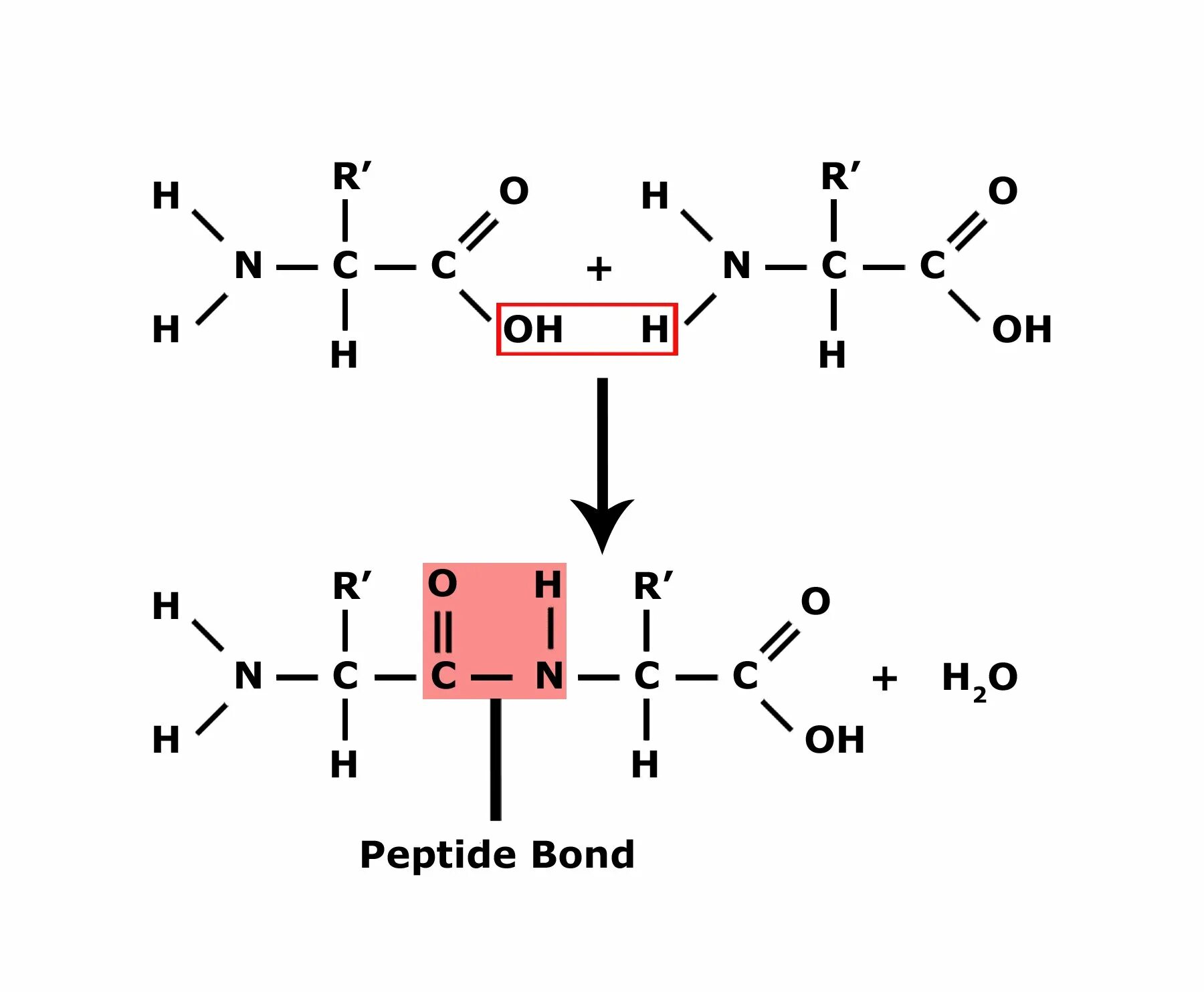 Peptide Bond formation. Пептиды это. Пептидные связи в пептиде. Пептидная связь и полипептиды.