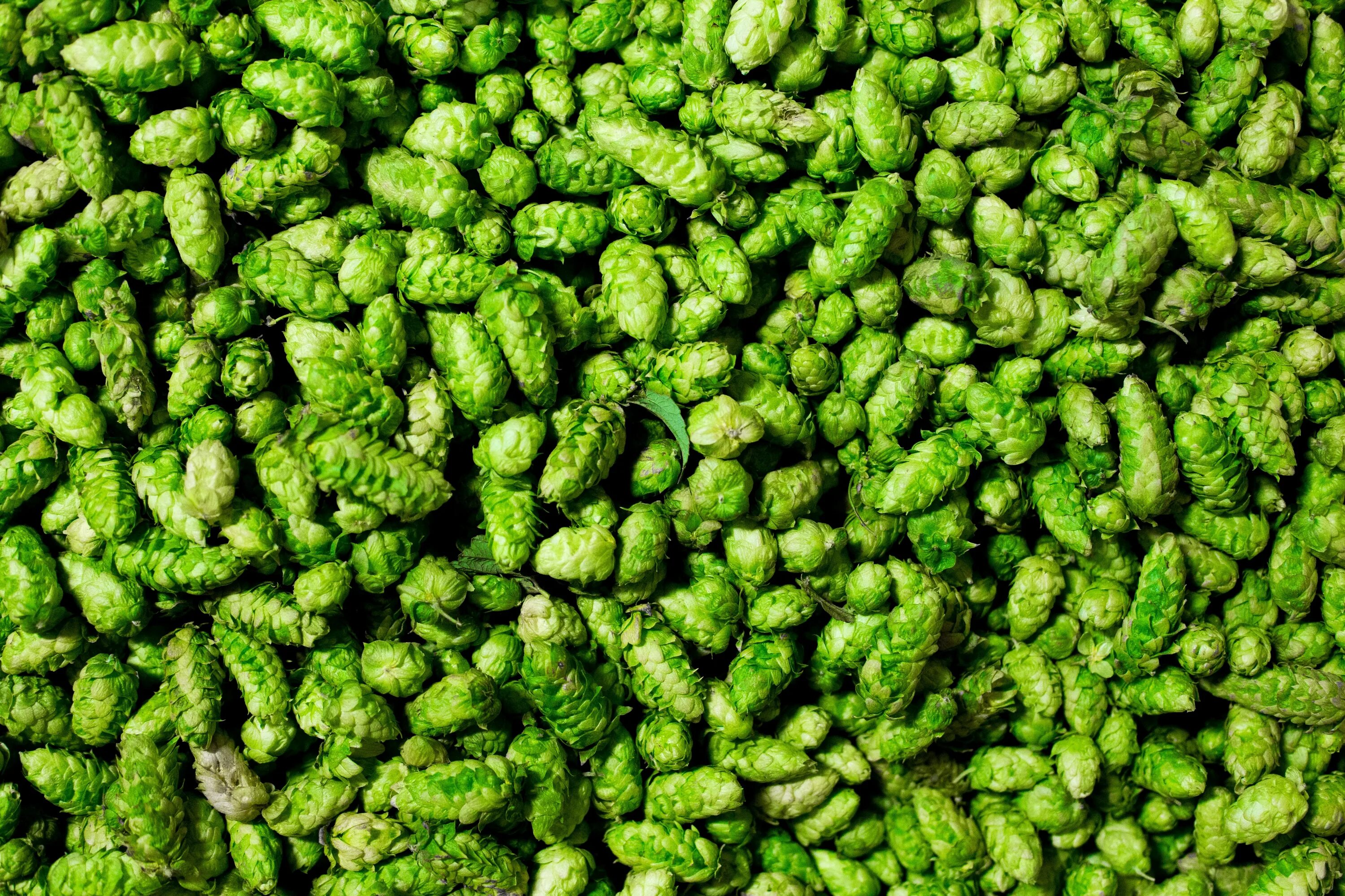 Hop