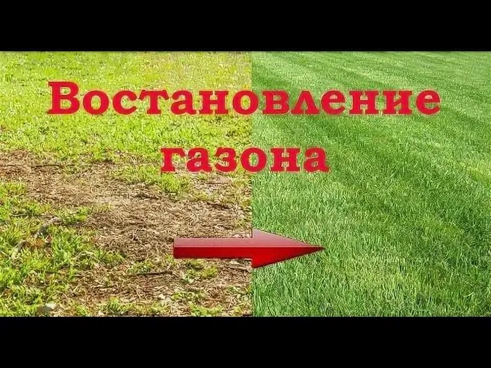 Как обновить газон. Глубина скарификации газона. реаниматор газона.