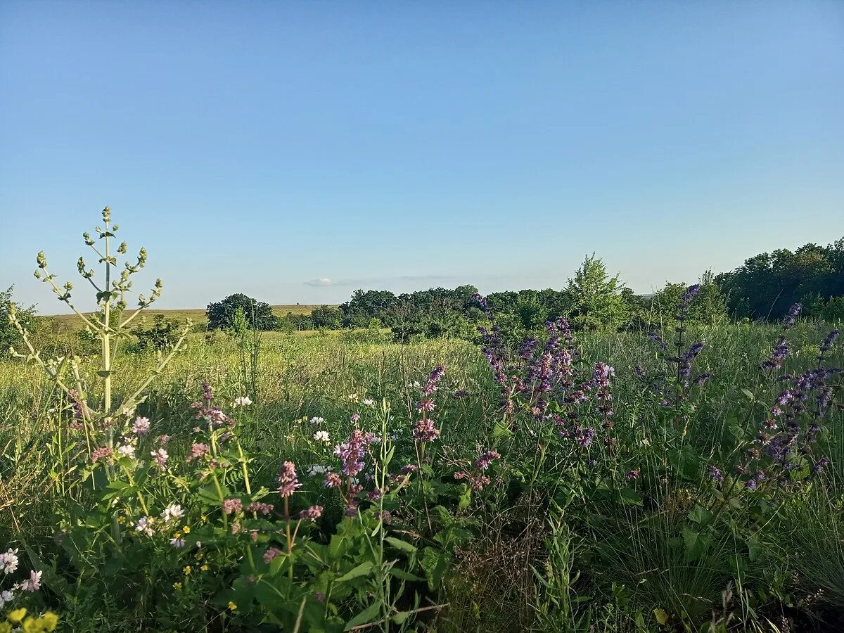 Заказник новый свет крым. Ботанический заказник новый свет. Ботанические заказники. Ботанический заказник новый свет. Обушок заказник.