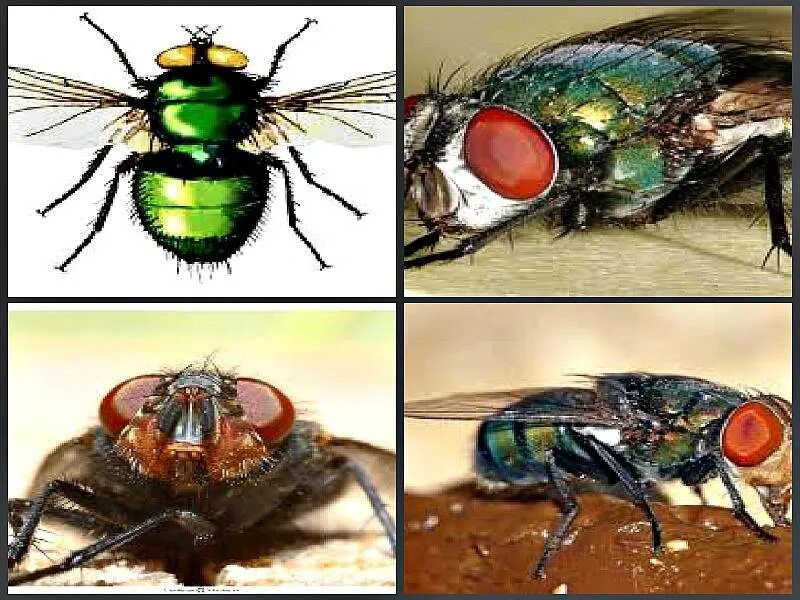 Сколько живет муха обыкновенная