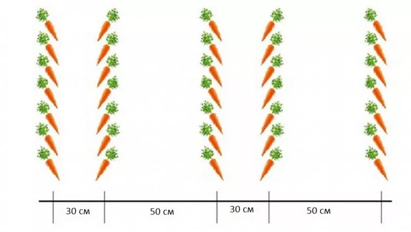 На каком расстоянии сажать разные сорта. Схема посева семян моркови. Схема посева моркови в открытом грунте. Морковь схема посадки в открытый грунт семенами. Схема посева моркови весной в открытый грунт.