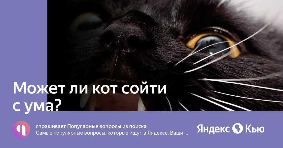 Укус мейн куна. Почему кот сходит с ума. Почему кот сходит с ума. Кот и ума. Почему кот сходит с ума.