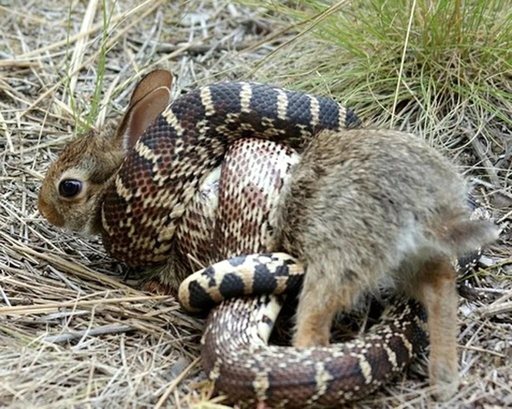 змея с ушами. тату змея и кролик. удав и кролик смешные. змеи с кроличьими ушами. змея зайчик.