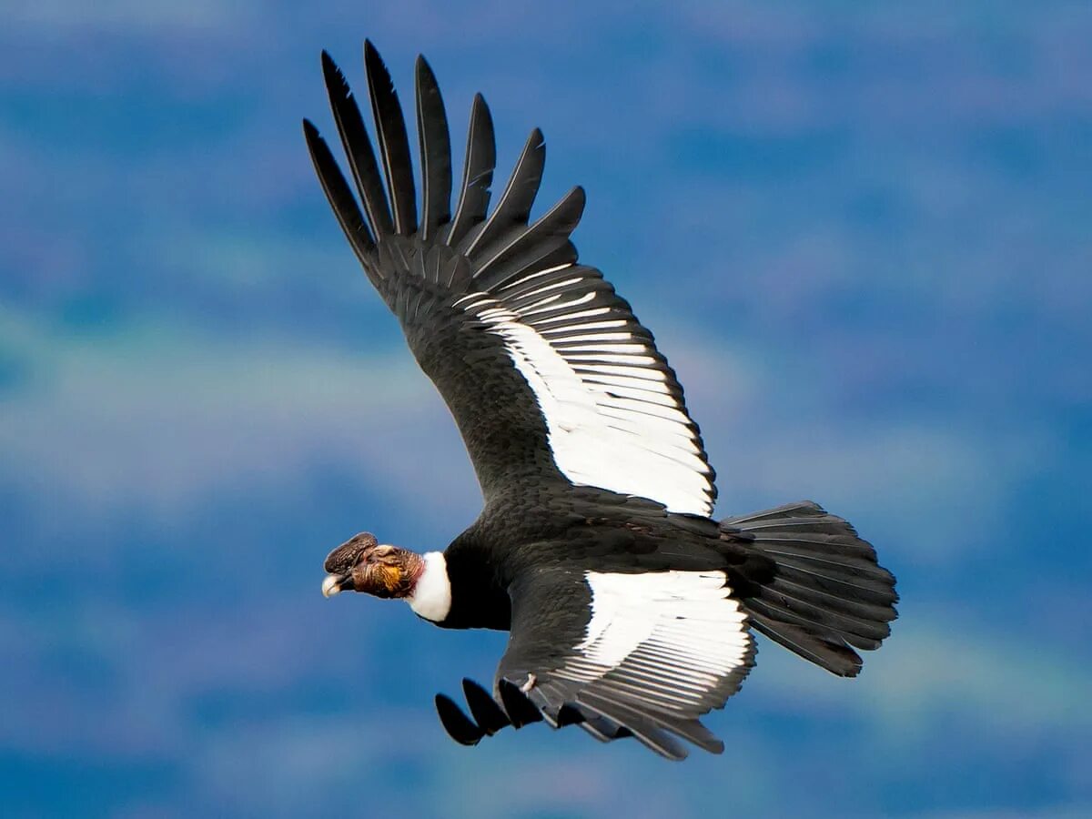 Condor