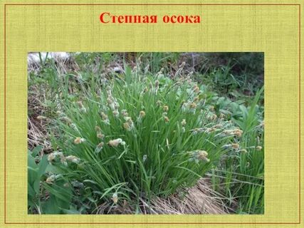 Степная 7