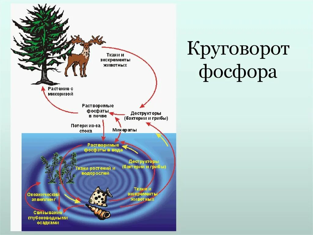 Опишите круговорот фосфора кратко. Биогеохимический круговорот фосфора. Круговорот фосфора схема биология. Цикл веществ круговорот фосфора.