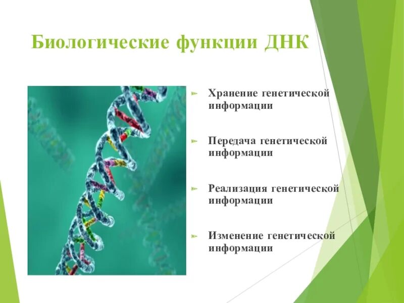 Роль ДНК В реализации наследственной информации.. Хранение и реализация генетической информации. ДНК это в биологии. Функции ДНК биология.