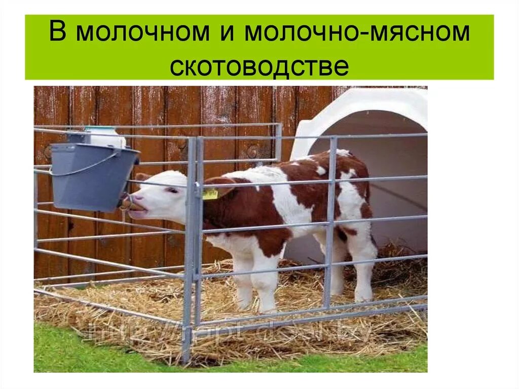 Ферма для откорма крс. Ферма для герефордов. Животноводство на кубани. Продукция животноводства в сельском хозяйстве. Откормочная площадка для крс.
