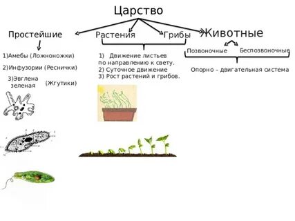 Таблица движения организмов