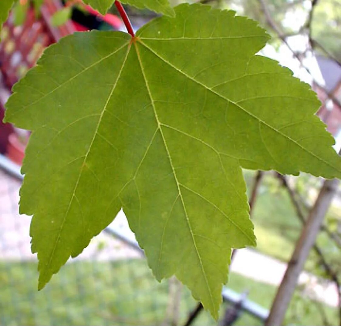 Листья кленов похожие на лапы резко. Клен дерево листья. Дерево с листьями похожими на кленовые. Листья похожие на клен. Симметричный лист дерева.