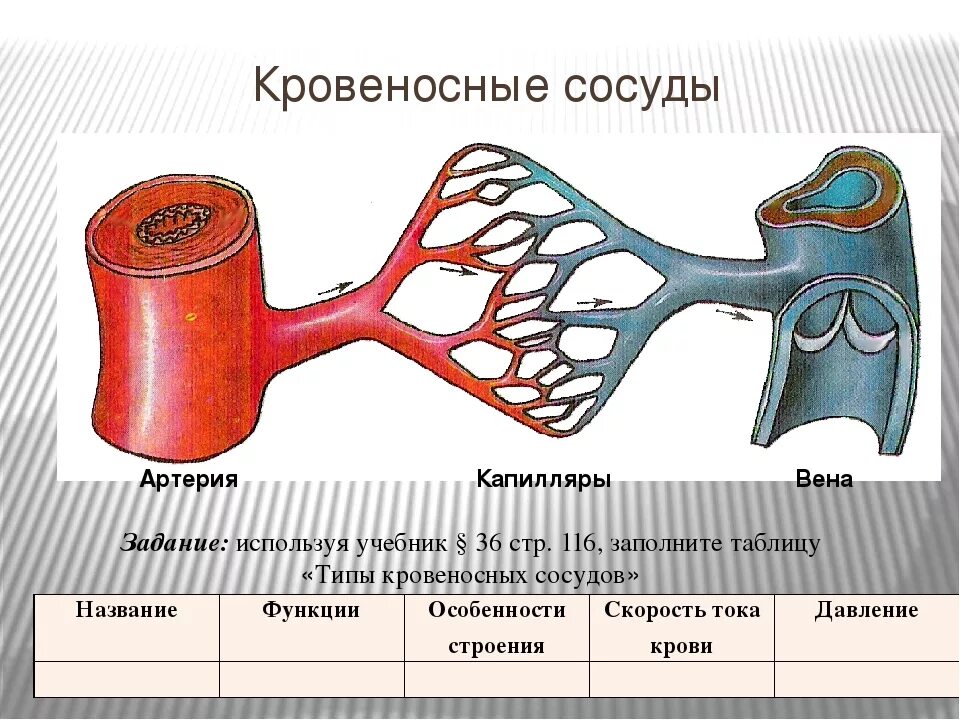 Артерии и вены функции. Кровеносные сосуды биология 8 класс. Строение кровеносных сосудов человека рисунок. Строение сосудов 8 класс биология. Строение артерии вены и капилляры.