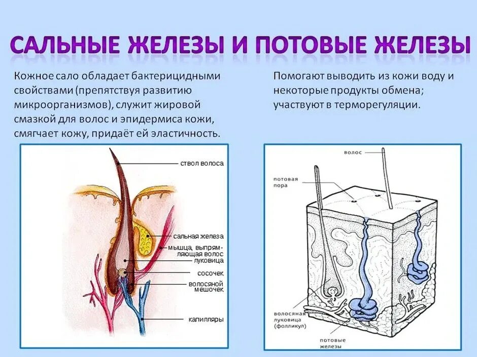 Какую функцию выполняют потовые и сальные железы. Потовые железы строение и функции. Строение потовых желез кожи. Строение сальных и потовых желез. Кожа потовые железы строение и функции.