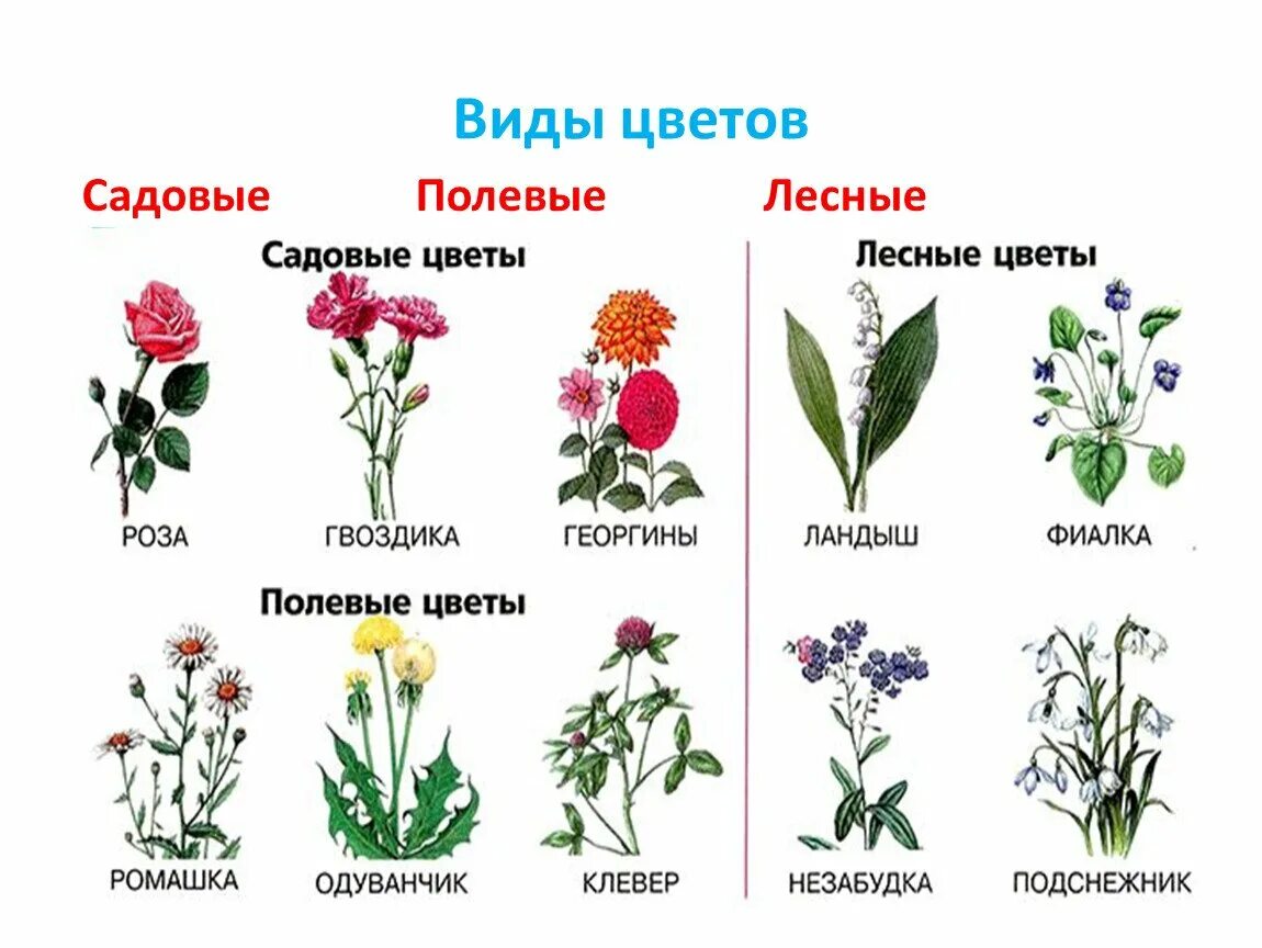 Названия цветов полевых и садовых. Названия цветов для дошкольников. Цветы названия для дошкольников. Садовые и полевые цветы для детей.