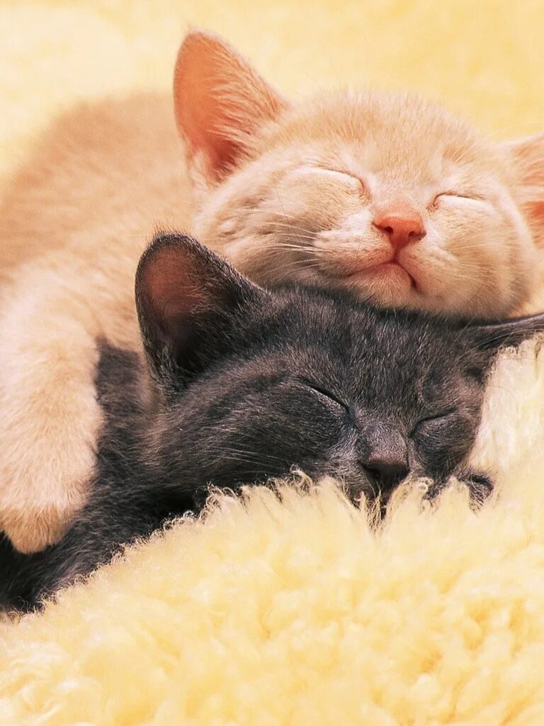Котики обнимаются. Кошечки обнимаются. Спокойной ночи кошки в обнимку. Кошки любовь. Киса ночью