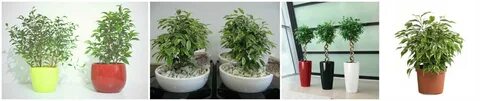 Фикус бенджамина какая земля