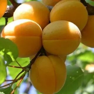Сорт абрикоса шалах