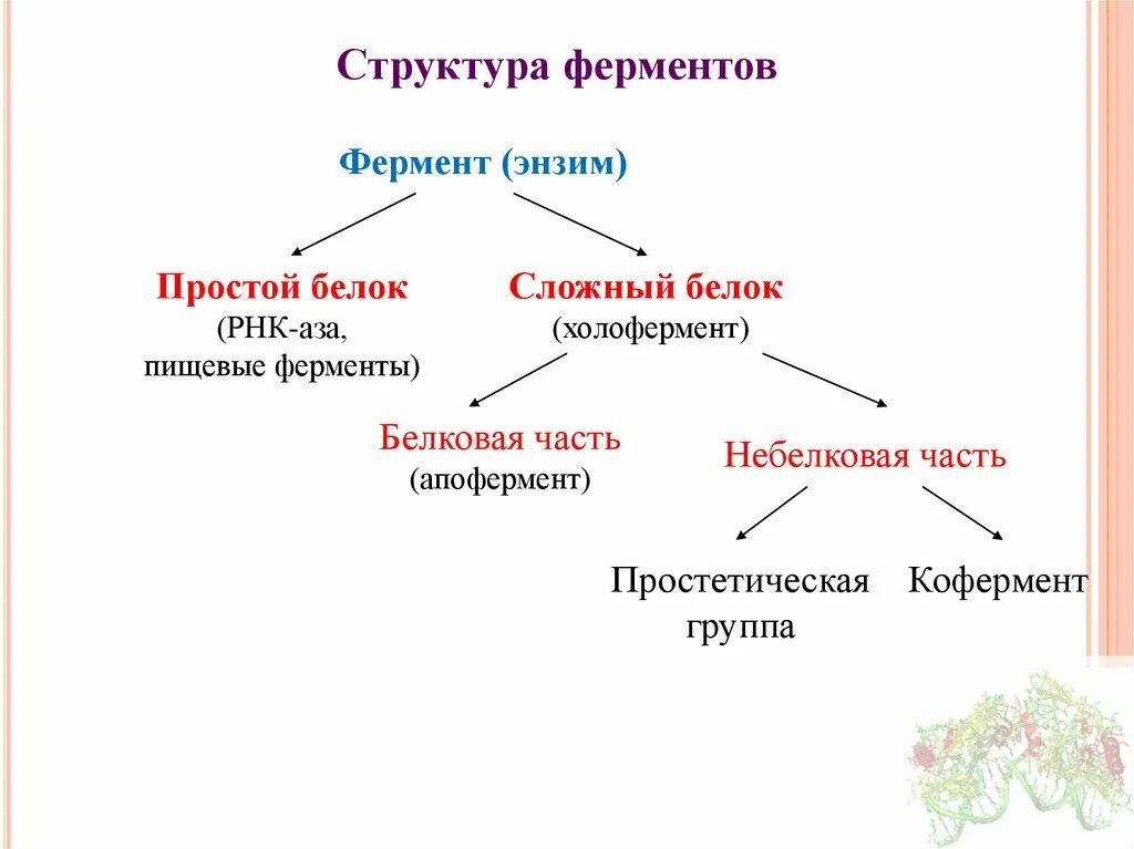 Белки ферменты строение. Кофактор кофермент простетическая группа. Общая структура фермента. Общая характеристика ферментов. Строение простых и сложных ферментов.