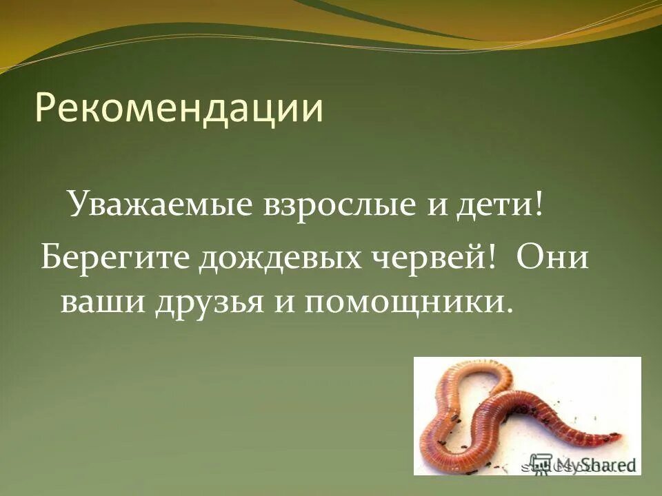 Доклад о дождевых червях. Дождевой червь презентация. Презентация про червей. Польза червей