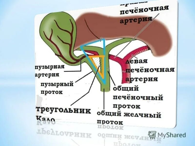 Печеночная артерия является. Варианты печеночных артерий. Ветви панкреатодуоденальной артерии. Ветви общей печеночной артерии. Печеночная артерия является.
