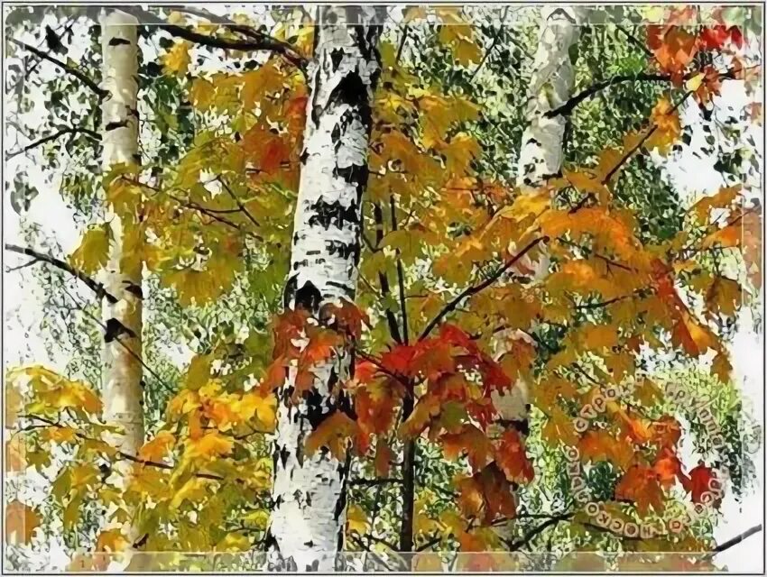 Прочитайте осенние зарисовки березки и осинки. Береза и клен. березы и клены осенью. осенние клены и березы. березка с кленовыми листьями.