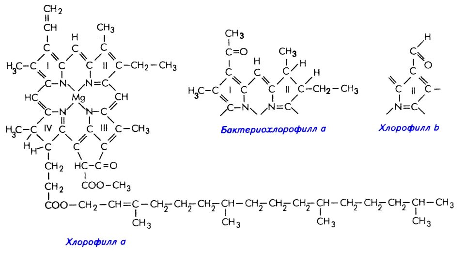 формула строения хлорофилла. хлорофилл формула. строение гемоглобина и хлорофилла. хлорофилл структурная формула. формула хлорофилла а и б.