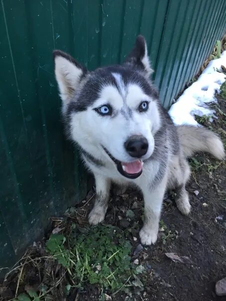 Питомник в твери хаски. Хаски даром. Хаски в добрые руки. Тверская хаски. Тверская хаски.