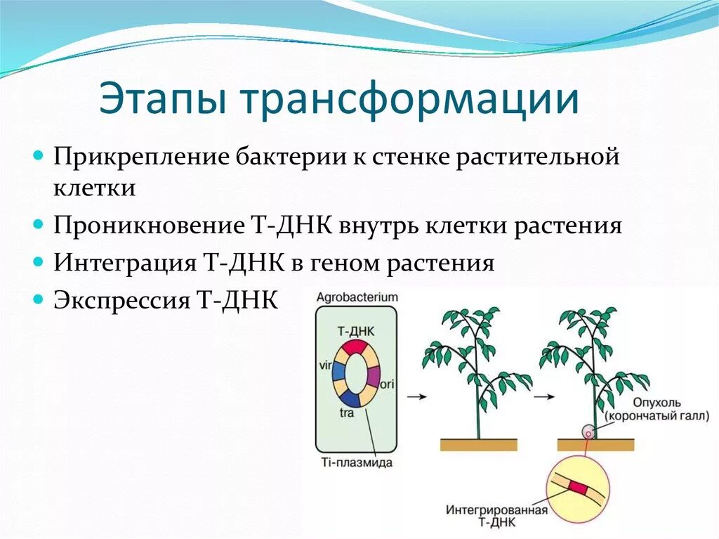 Трансформация кратко