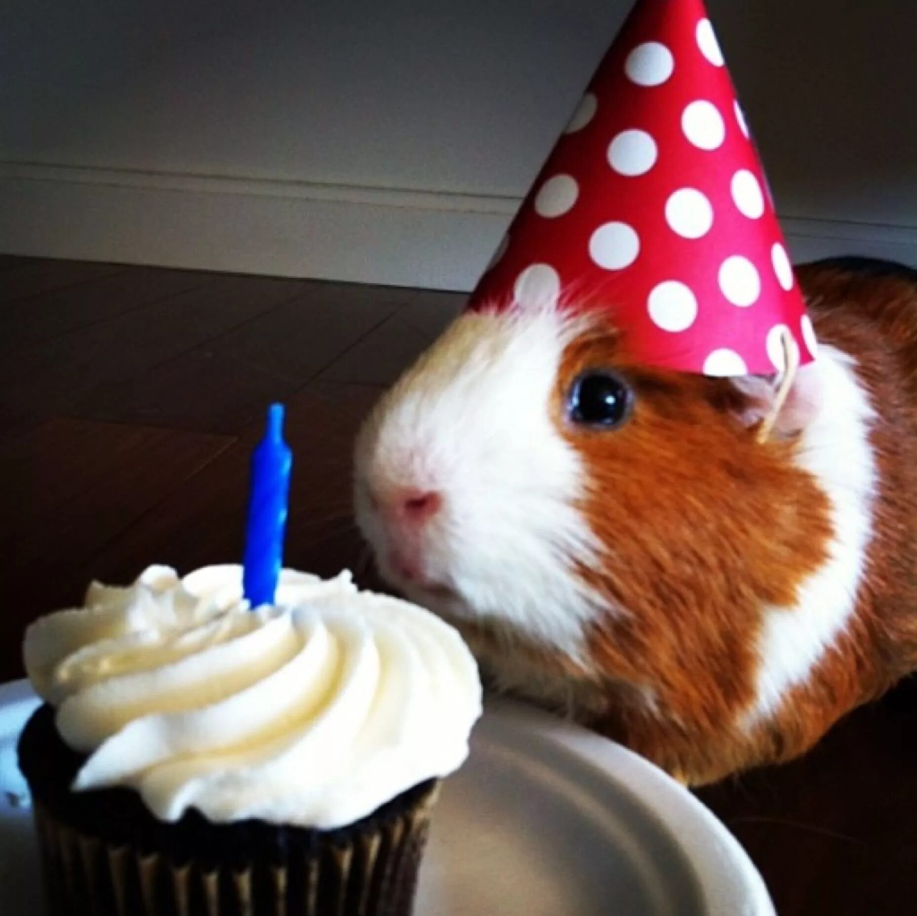 Звери на дне рождении. С днём рождения с животными. Животные поздравляют с днем рождения. Хомяк в колпаке. Морская Свинка в праздничном колпаке.