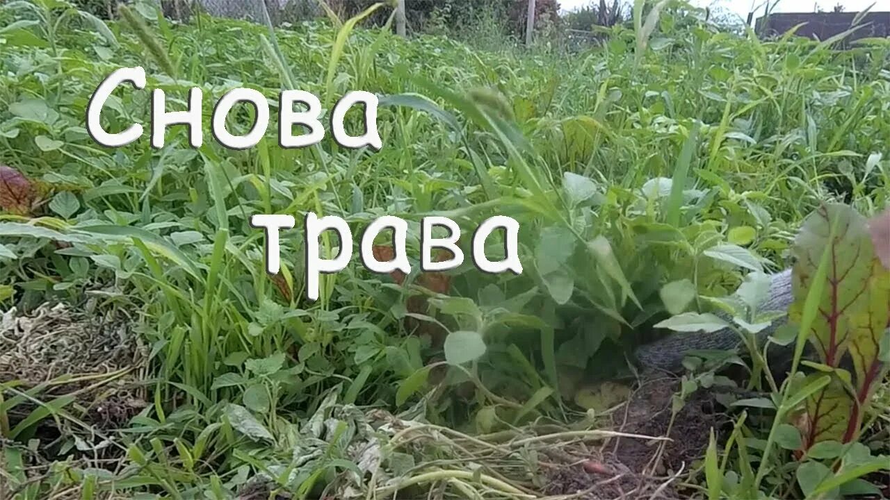 Лесные травы средней полосы. Куча травки. Снова огрод. Травка raw. Куча травки.