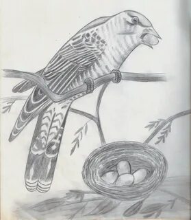 Как нарисовать кукушку