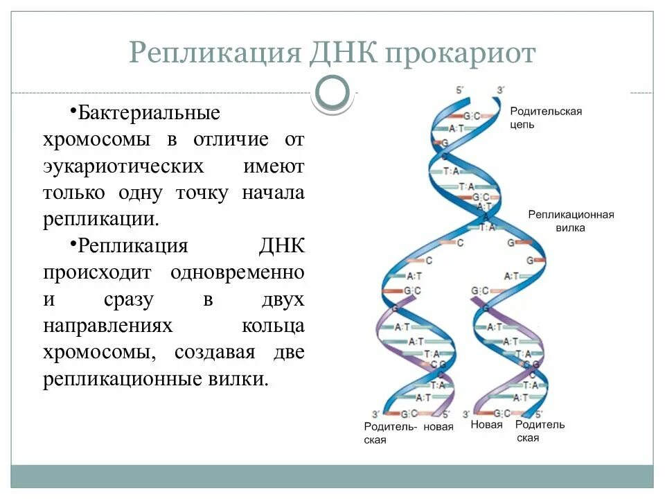 Начала репликации. Репликация днк у бактерий микробиология. схема репликации днк эукариотических клеток. репликация днк у бактерий. схема репликации днк бактерий.