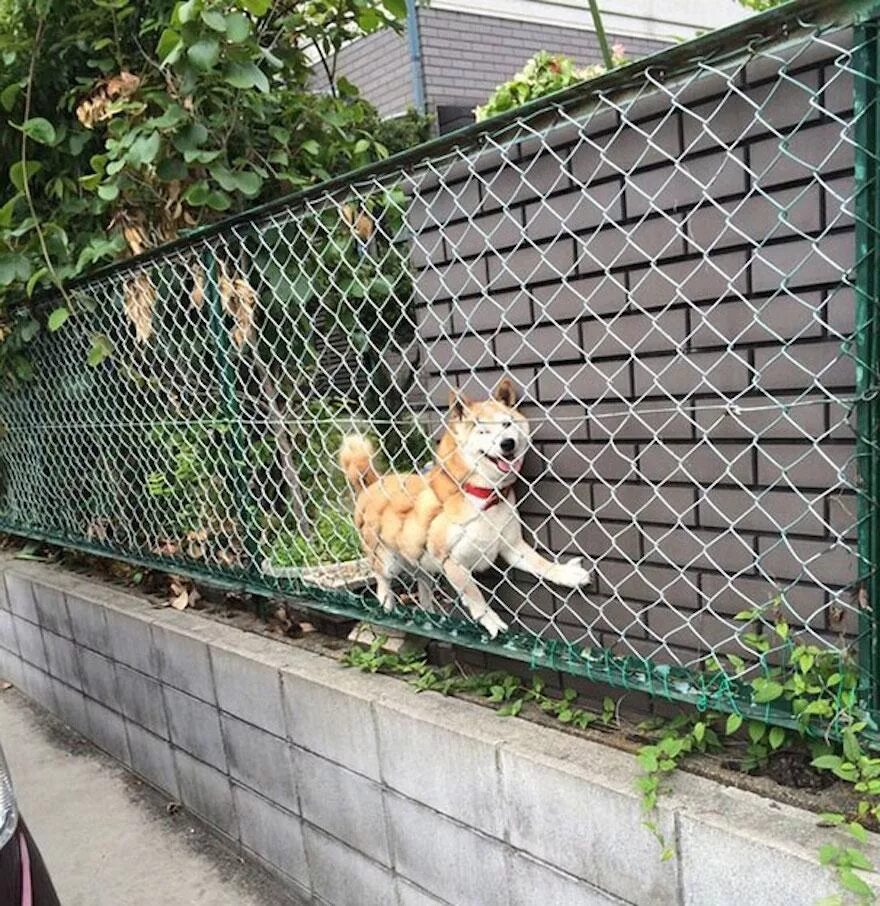 Собака на заборе. Заборчик для собак. Забор от собак. Сетка под забор от животных.
