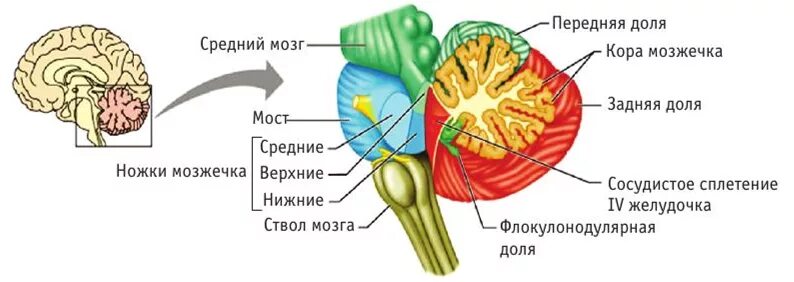 Средние ножки мозжечка. Мозжечок анатомия ножки мозжечка. Ножки мозжечка анатомия. Кровоснабжение ствола головного мозга. Ствол мозга анатомия.