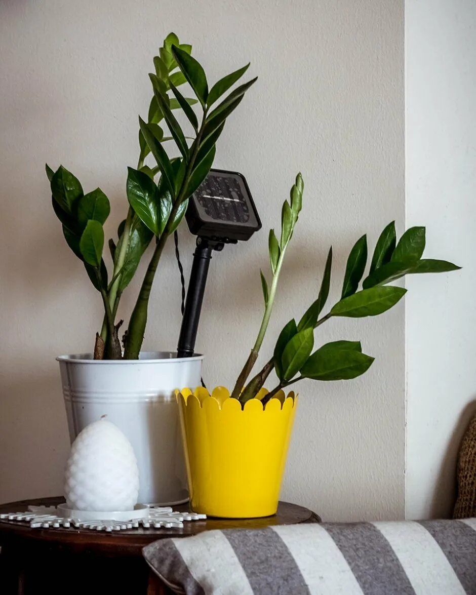 Какой горшок выбрать для замиокулькаса фото Skyland Gardening " Potted Plants